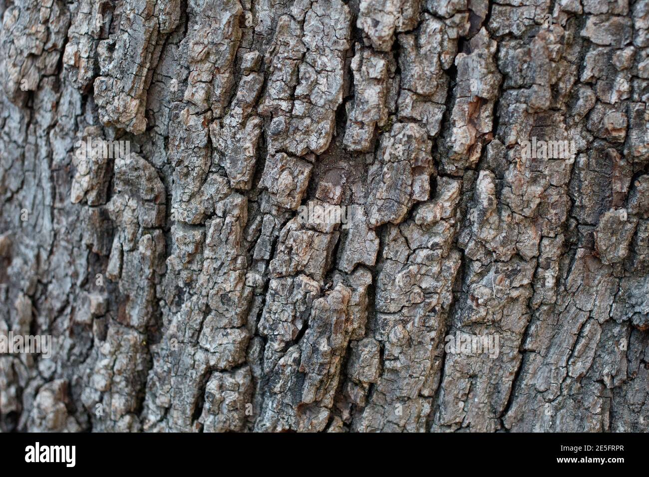 Corteccia scaly plate furrowed, Noce Nero Meridionale, Juglans californica, Juglandaceae, albero nativo, Temescal Gateway Park, Santa Monica Mountains. Foto Stock