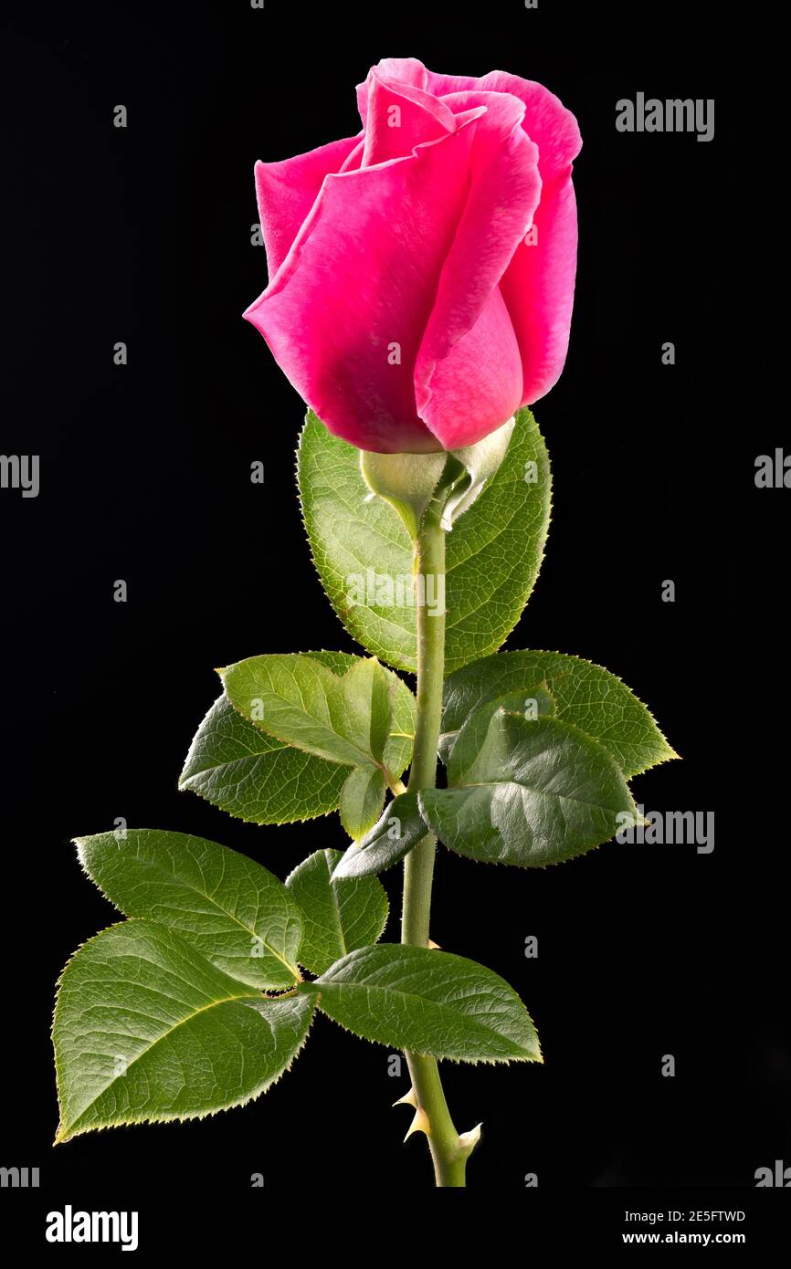 Fuoco profondo della rosa rossa isolata su sfondo nero per giorno di valantina Foto Stock