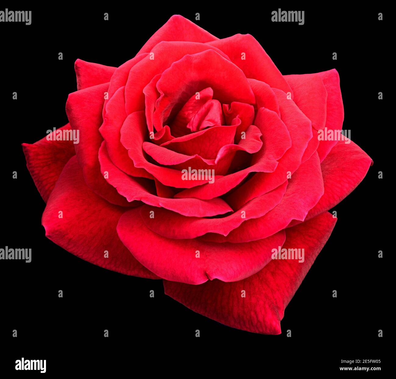 Fuoco profondo della rosa rossa isolata su sfondo nero per giorno di valantina Foto Stock