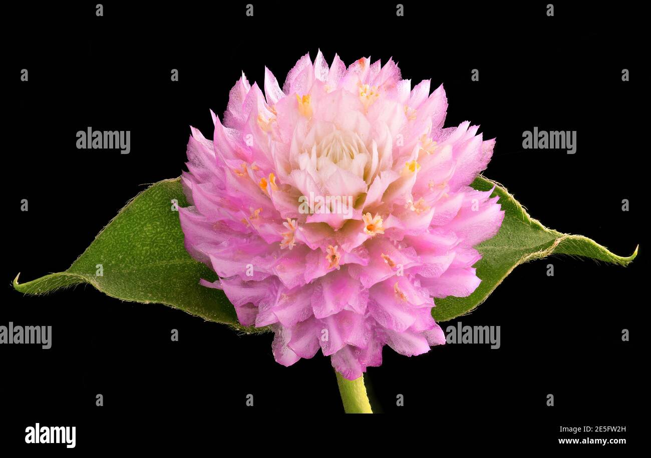 Primo piano Globe Amaranth o Bachelor Button testa fiore isolato su sfondo nero Foto Stock