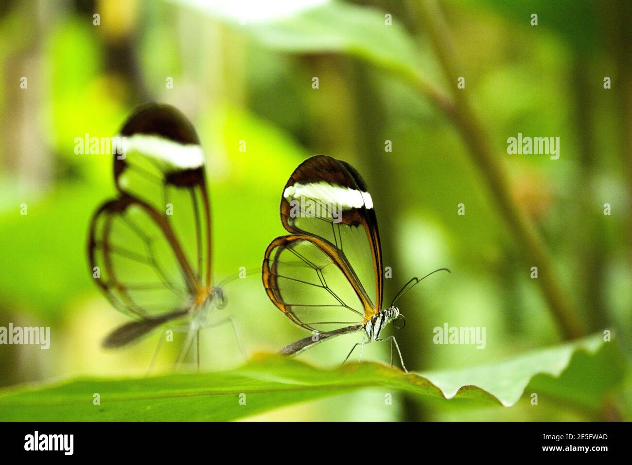Due farfalle greta oto su foglia di albero verde. Nessuna gente Foto Stock