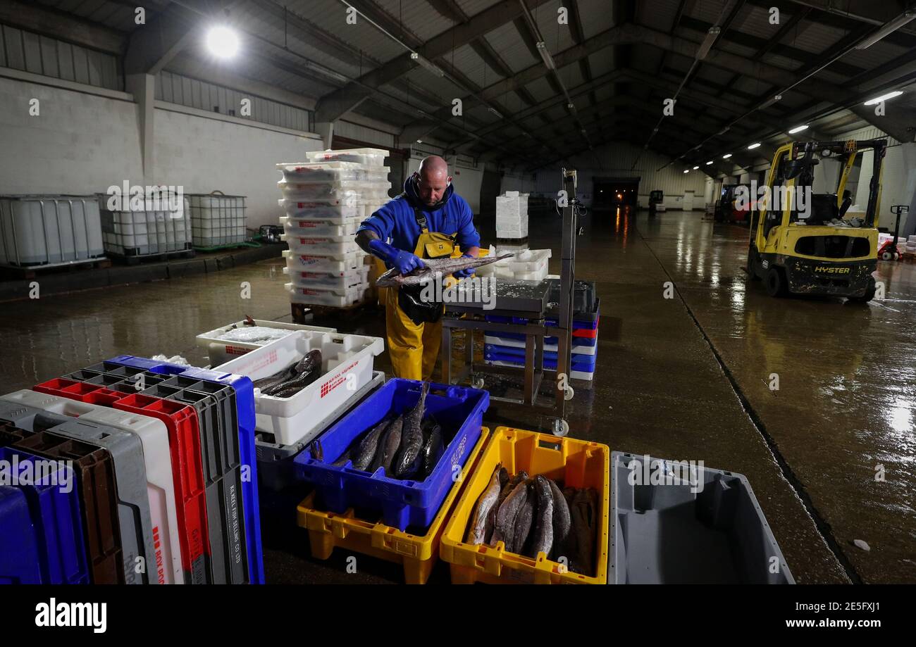 Il Market Manager Alastair Ewen classifica il pescato del mattino prima dell'asta quotidiana a Fleetwood, Lancashire. L’introduzione di nuovi controlli e documenti cartacei dalla fine del periodo di transizione della Brexit, il 31 dicembre, ha causato enormi perturbazioni alle esportazioni di pesce fresco e frutti di mare verso l’UE, con i produttori sempre più frustrati per la mancanza di un’azione da parte del governo. Data immagine: Giovedì 28 gennaio 2021. Foto Stock