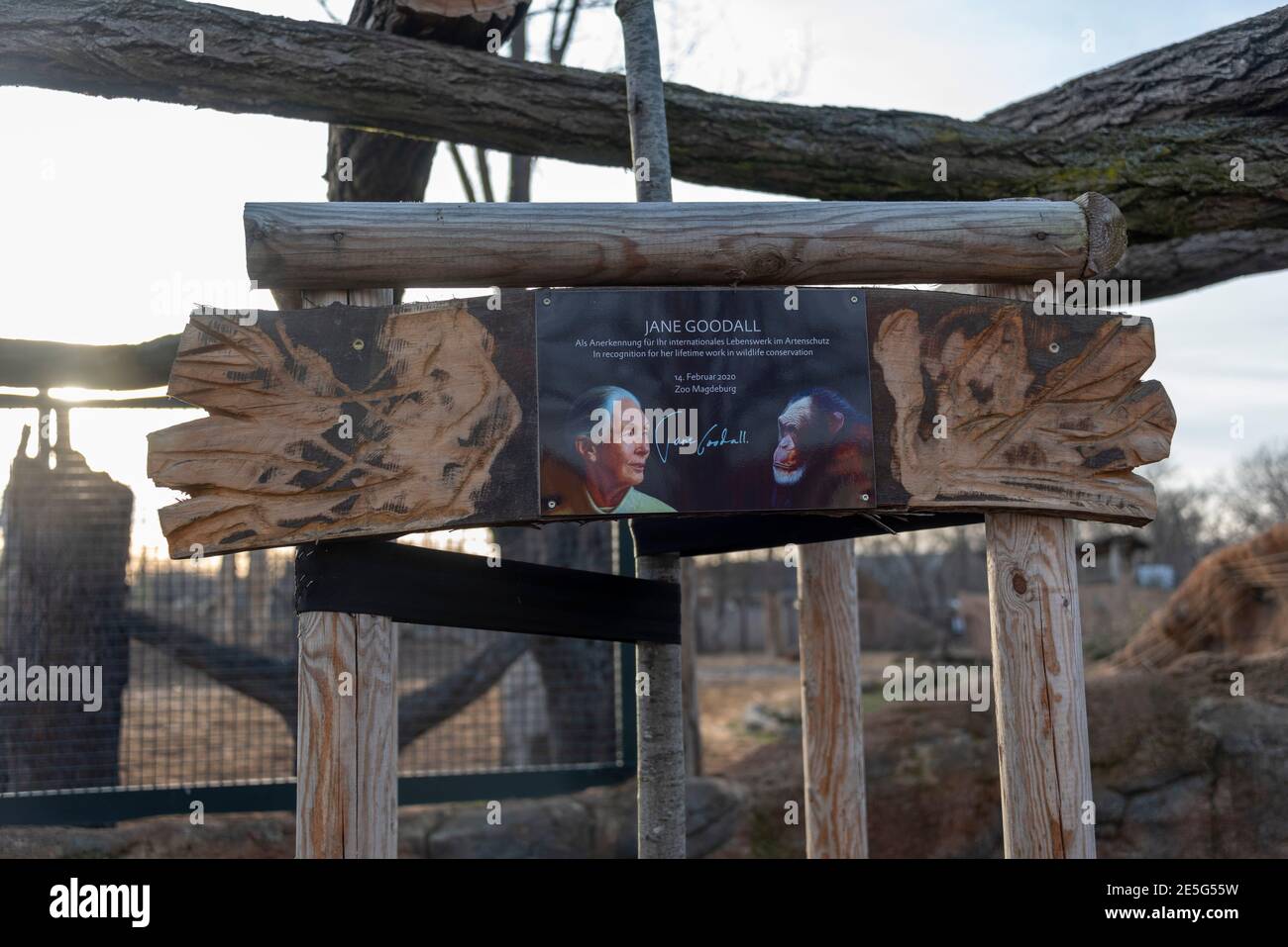 Magdeburgo, Germania. 23 gennaio 2021. Il lavoro della vita dello scienziato comportamentale britannico Jane Goodall è onorato con una targa commemorativa allo zoo di Magdeburg. Lo zoo lavora da anni con il Jane Goodall Institute Germany (JGI), che si impegna nella conservazione dello scimpanzé. Credit: Stefano Nosini/dpa-Zentralbild/ZB/dpa/Alamy Live News Foto Stock