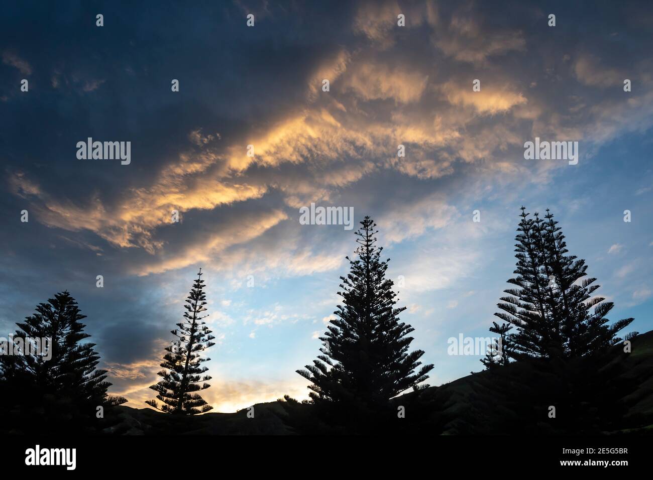 Nuvole su pini, Akitio, Tararua District, Isola del Nord, Nuova Zelanda Foto Stock