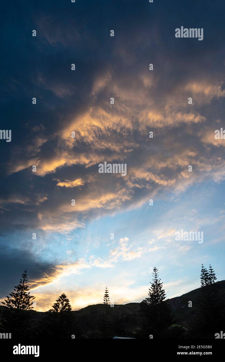 Nuvole su pini, Akitio, Tararua District, Isola del Nord, Nuova Zelanda Foto Stock