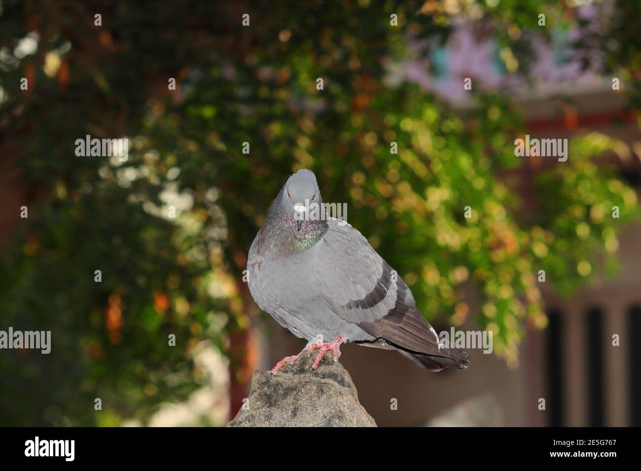Un uccello piccione seduto su una roccia, primo piano di UN piccione dove carta da parati , india Foto Stock