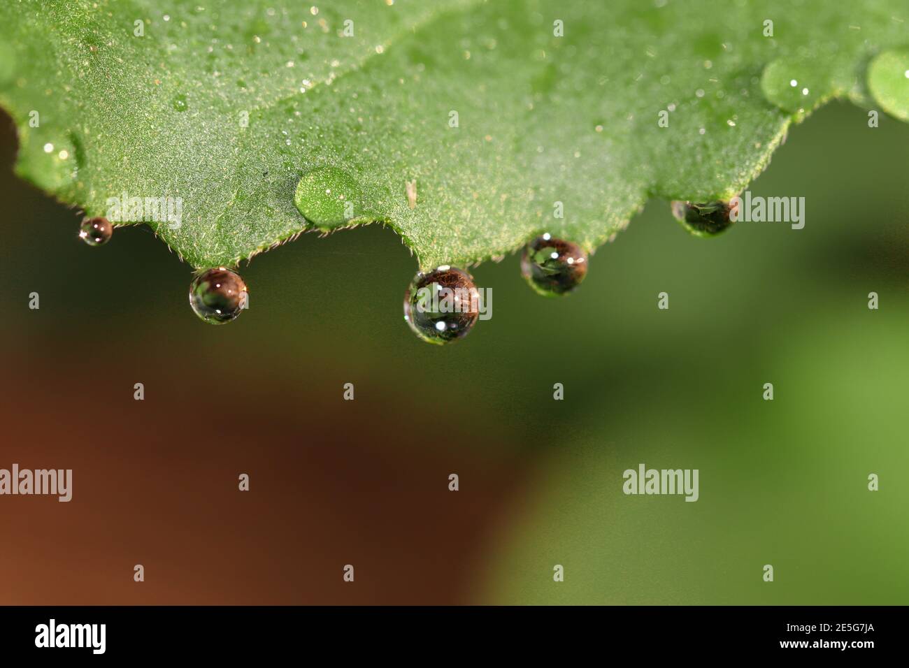 Macro vista della goccia di rugiada su foglie verdi al mattino , india. Gocce su foglia Foto Stock