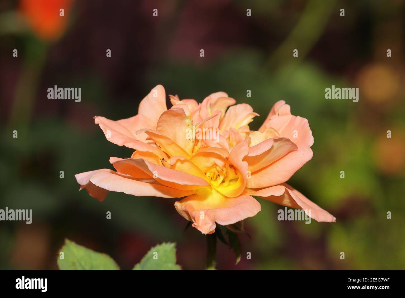 Bel fiore fresco di rosa arancio giallo fioritura nel giardino, india Foto Stock