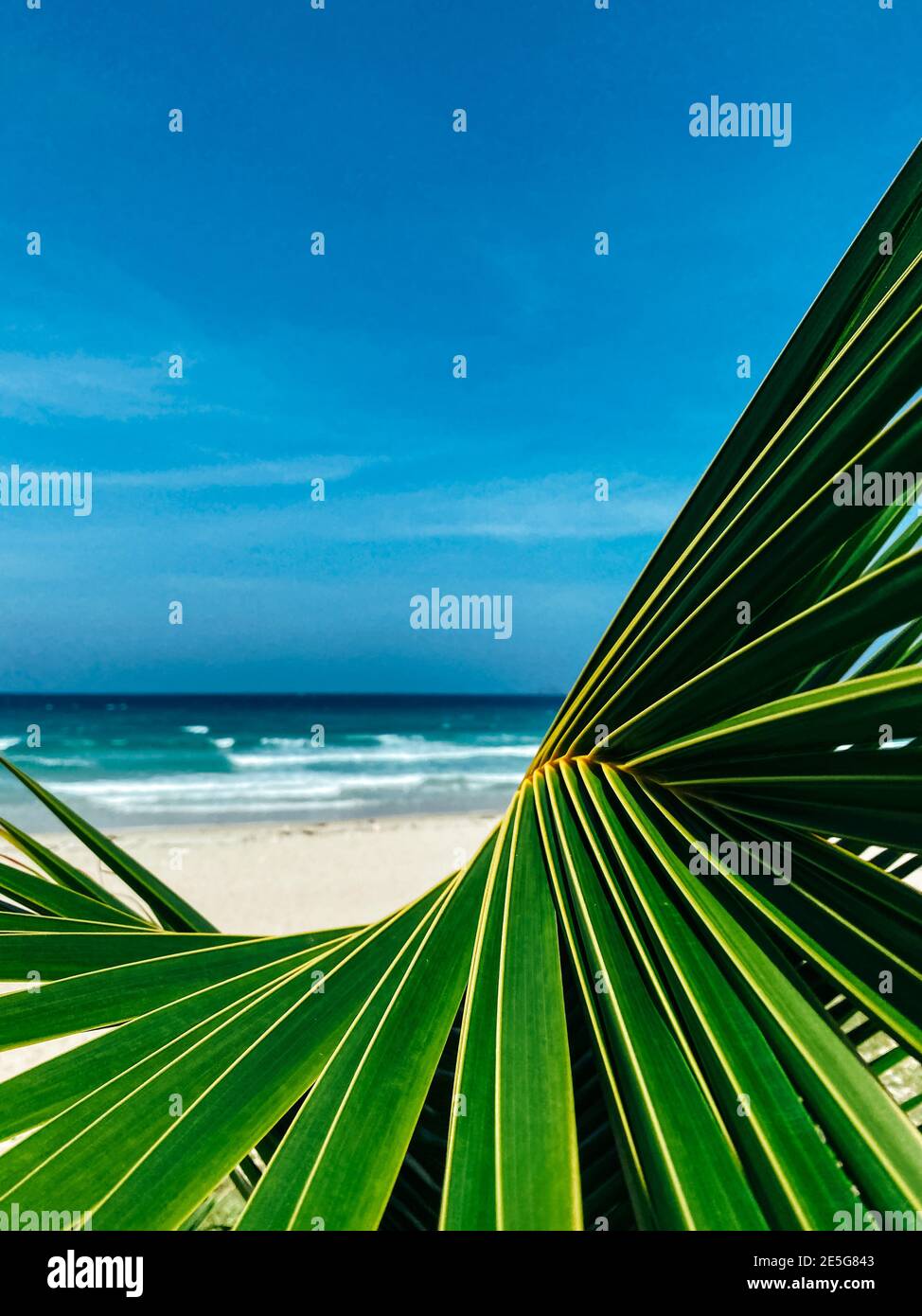 Concetto di viaggio. Foglia di palma verde da vicino su un'isola tropicale. Il mare è sullo sfondo. Cielo blu chiaro e sabbia bianca sullo sfondo. Copia spa Foto Stock