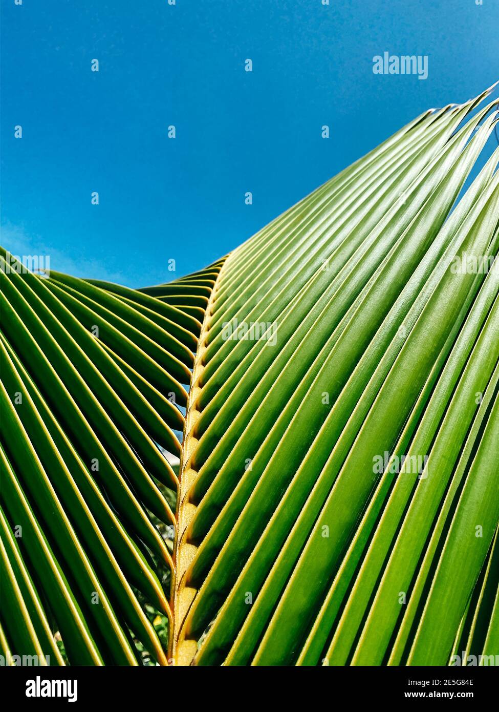 Primo piano della foglia di palma. Cielo blu chiaro sullo sfondo per l'inserimento di testo o logo. Concetto estivo. Spazio di copia Foto Stock