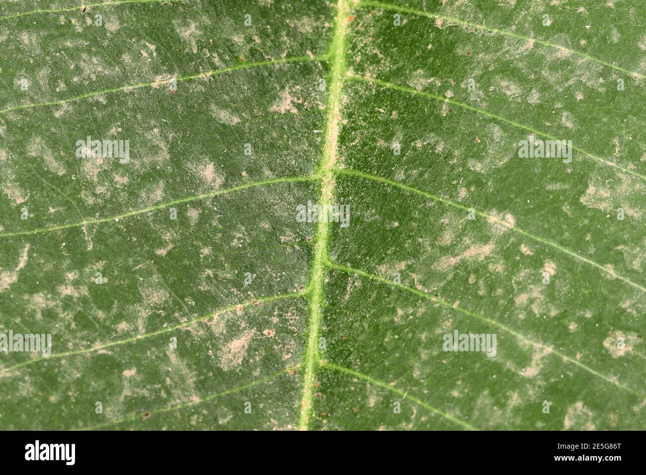 Motivo sfondo di bella foglia di mango verde fresco, india. motivo foglia di mango sfondo con suolo o sabbia Foto Stock