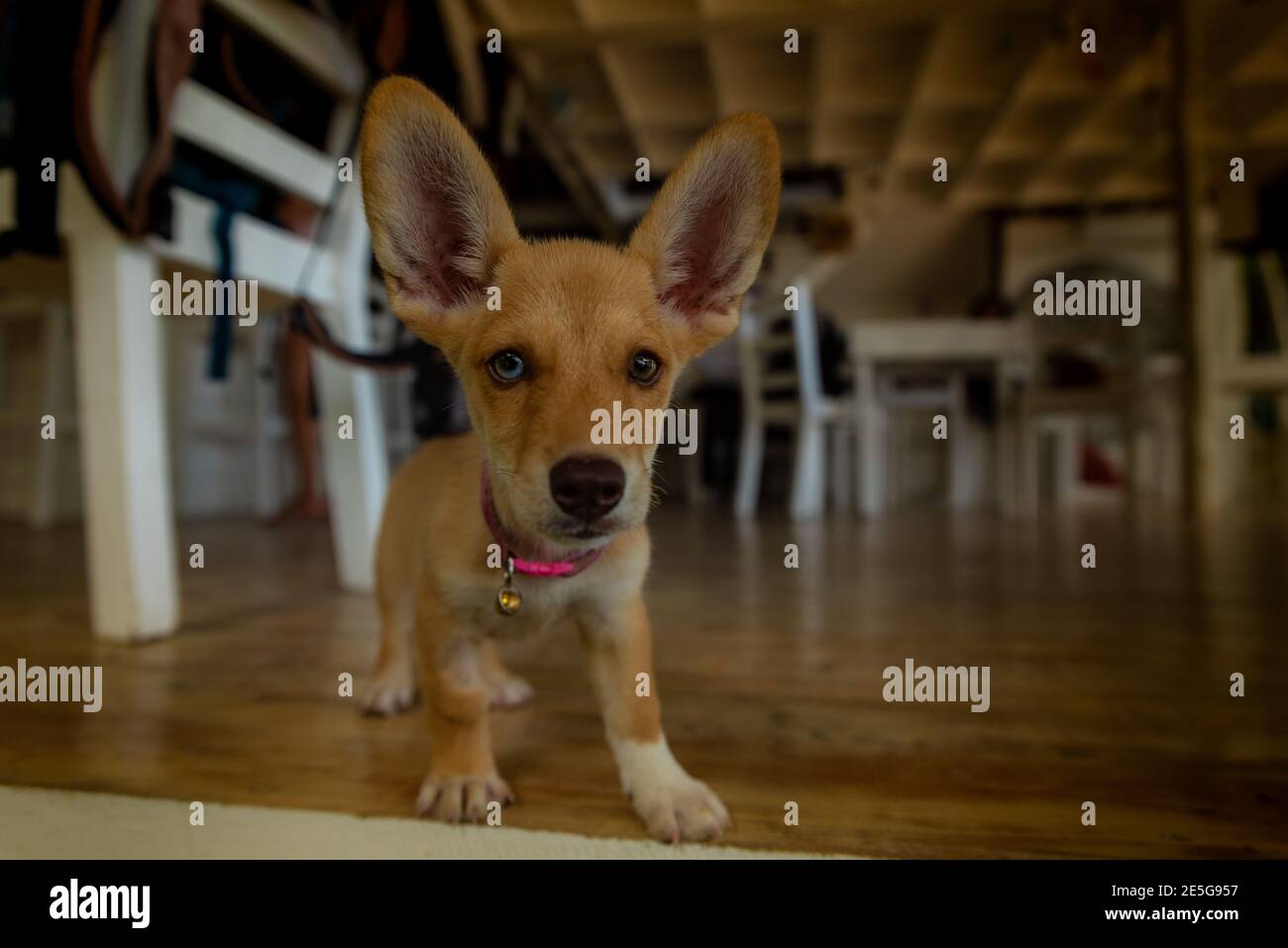 Cucciolo di cane divertente che fa le orecchie molto grandi Foto Stock