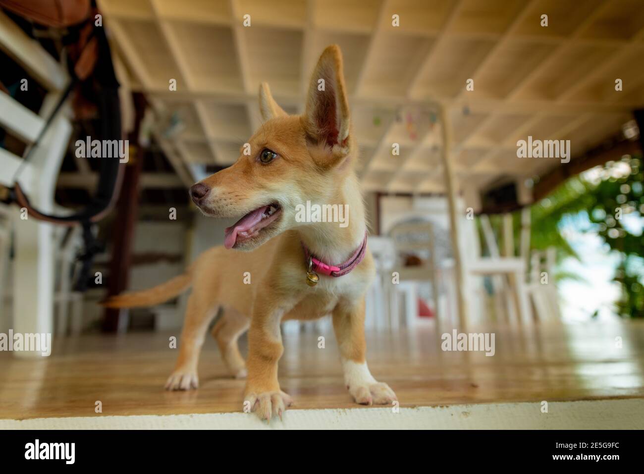 Cucciolo di cane divertente che fa le orecchie molto grandi Foto Stock
