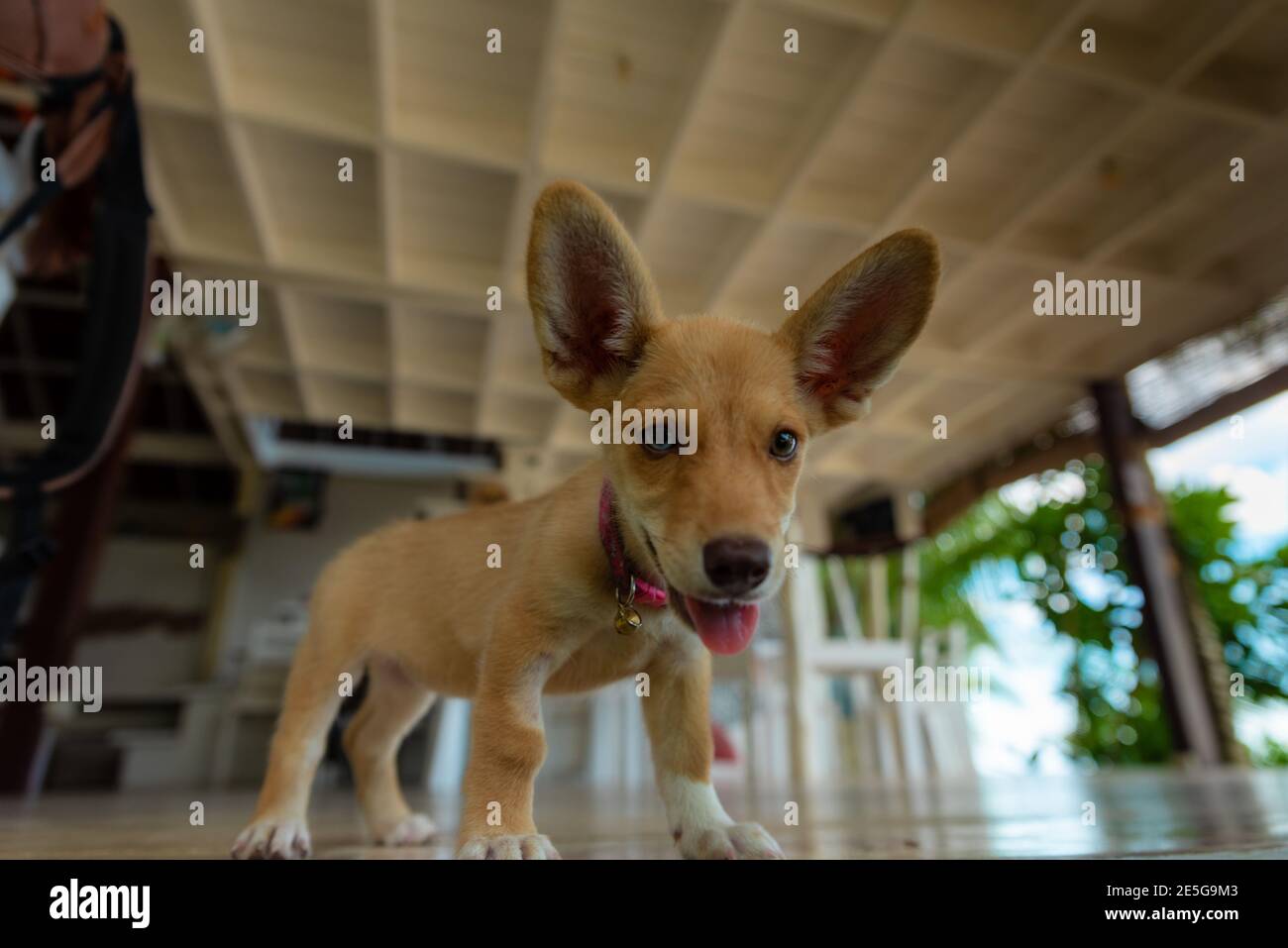 Cucciolo di cane divertente che fa le orecchie molto grandi Foto Stock