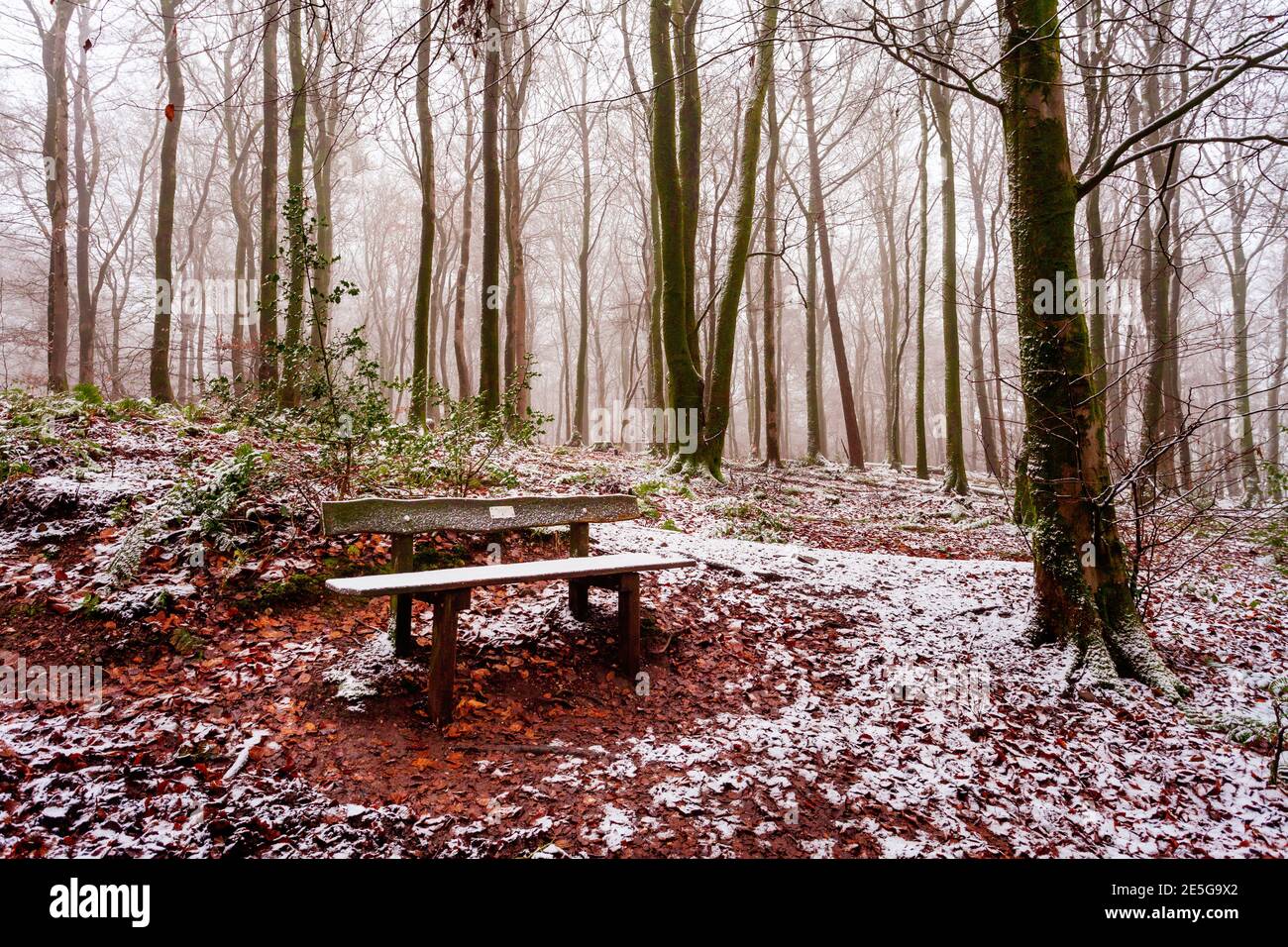 Bosco invernale, in una mattinata nebbiosa con un sedile vuoto nevoso Foto Stock