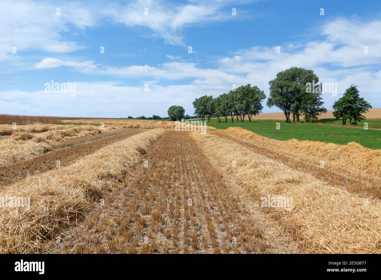 Campo stoppie con file di paglia in un paesaggio idilliaco Foto Stock