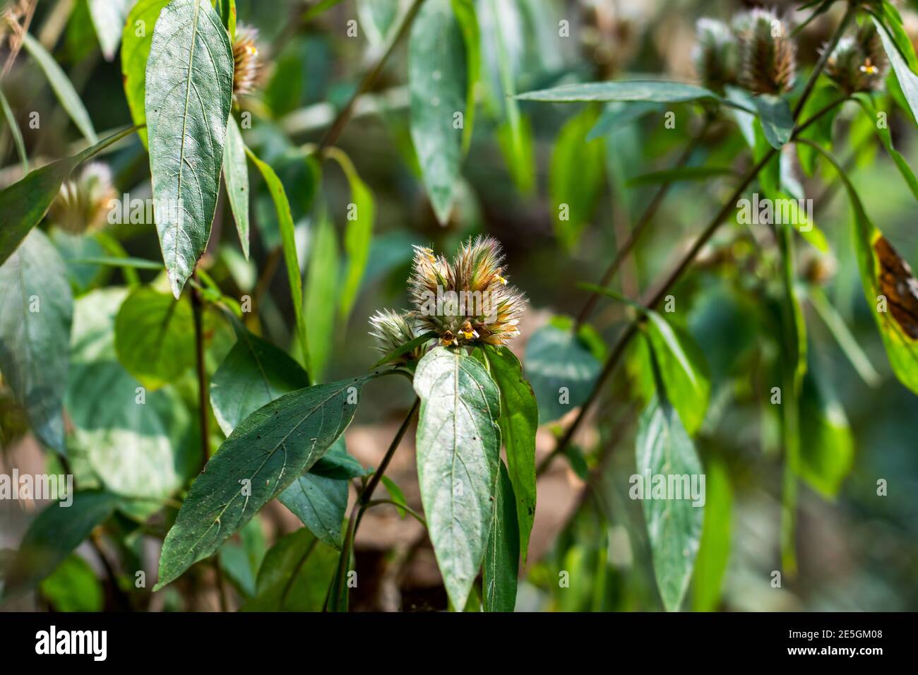 Dipsacus pilosus o piccolo erba verde Teasel chiamato anche Caprifoliaceae Foto Stock