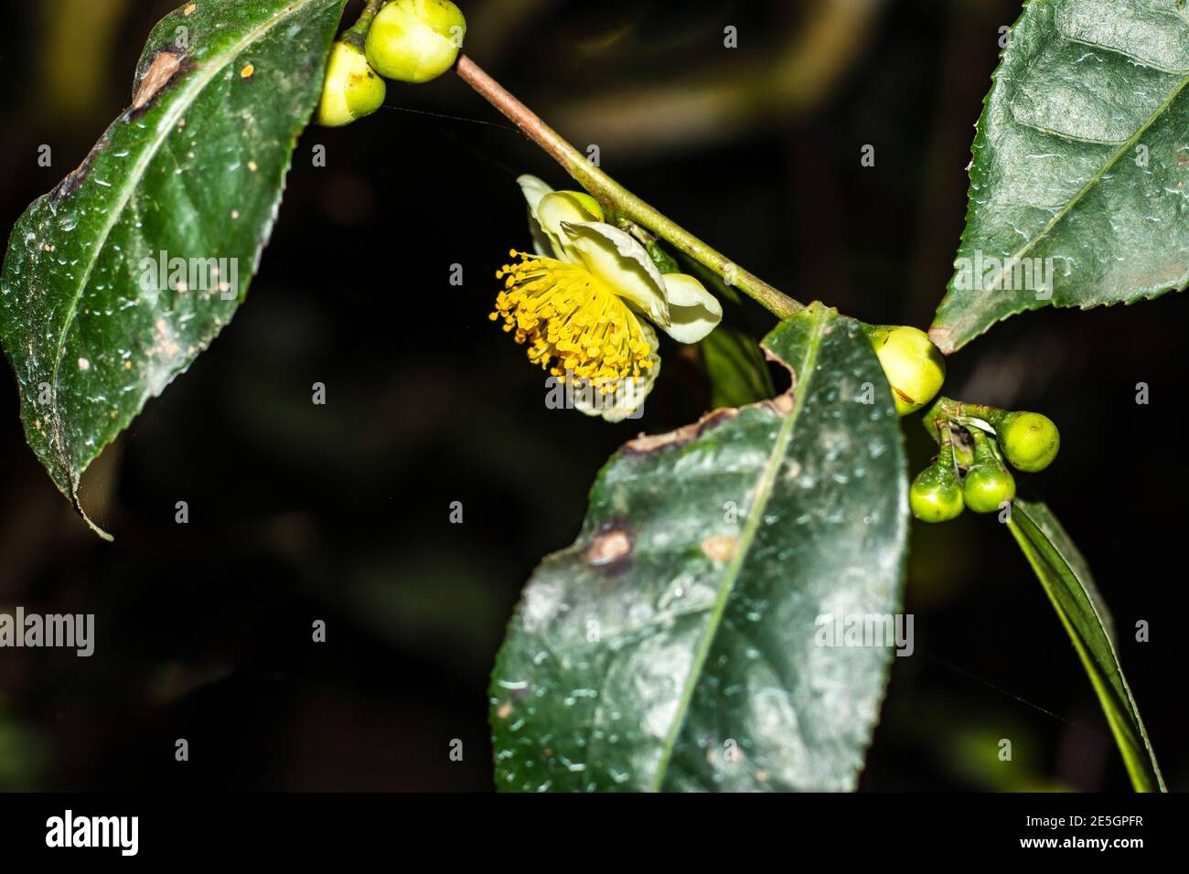 Il tè o Camellia sinensis è una specie di arbusti sempreverdi Foto Stock