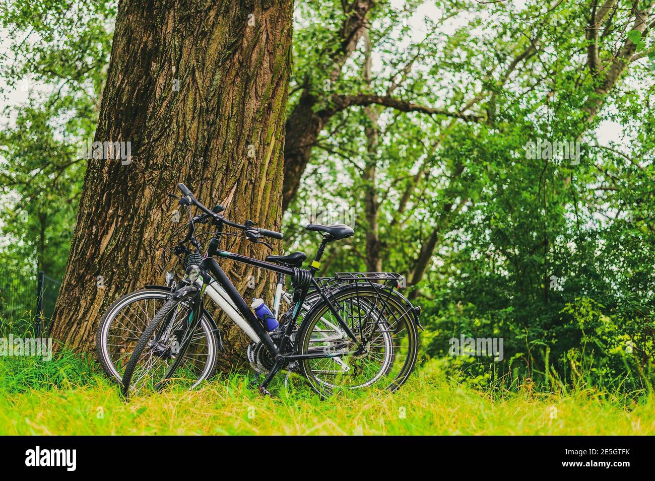 due biciclette si appoggiano a un albero in un parco cittadino. in bicicletta o in viaggio in ambiente urbano, concetto di trasporto ecologico Foto Stock