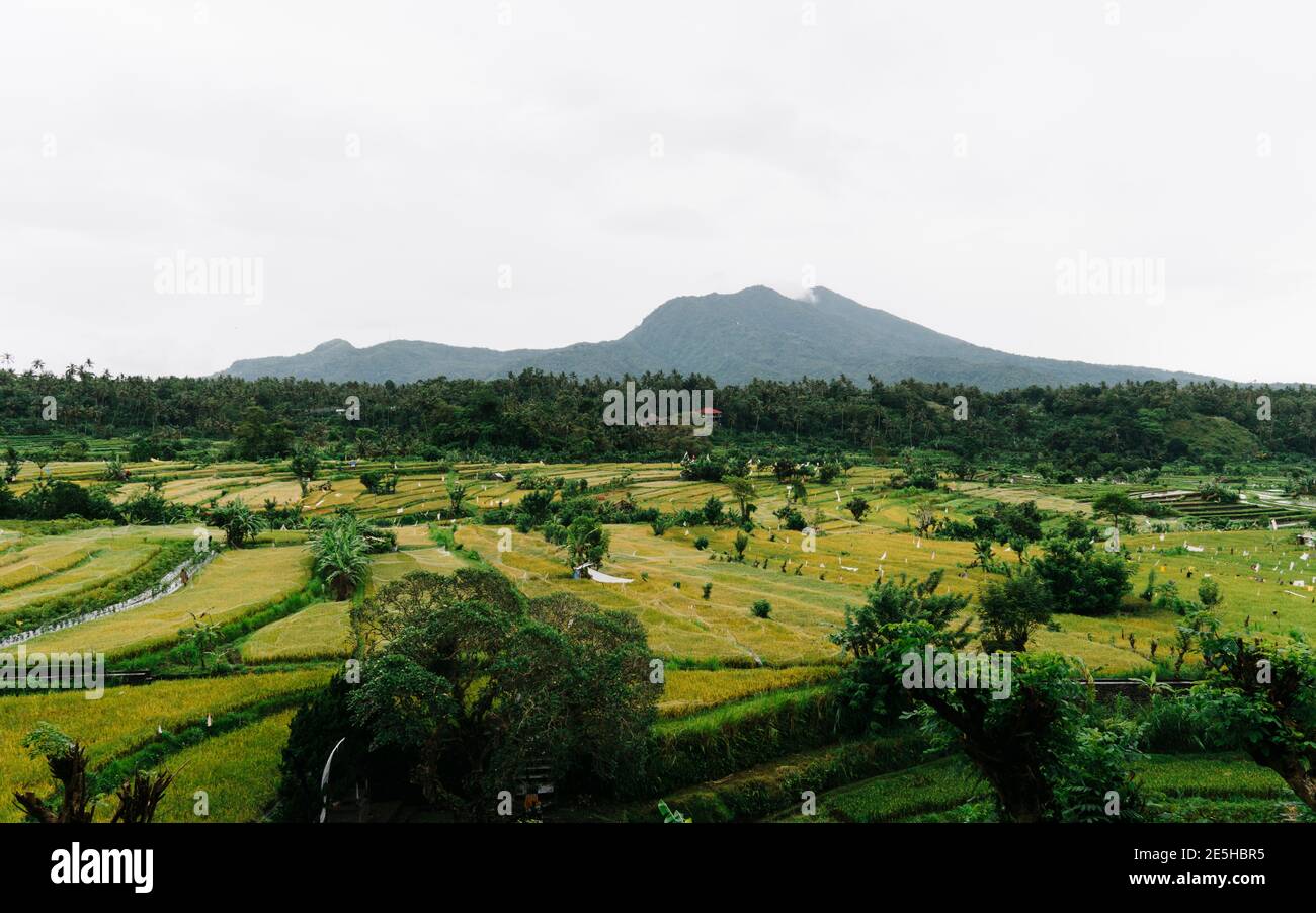 Terrazze di riso gialle e verdi con montagne sullo sfondo a Bali, Indonesia. Foto Stock