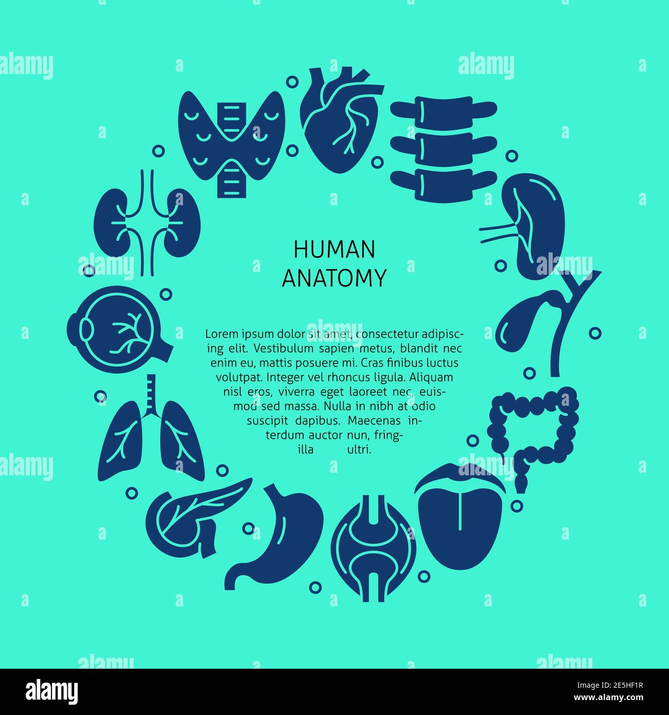 Banner medico con simboli interni degli organi e posto per il testo. Poster di scienze anatomiche umane con cornice rotonda. Illustrazione vettoriale. Illustrazione Vettoriale