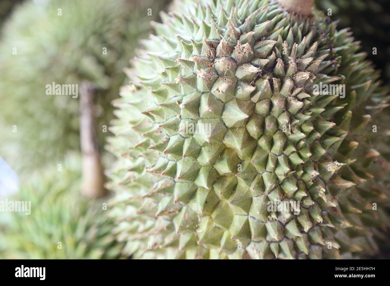 Primo piano di un intero frutto Duriano vietnamita Foto Stock
