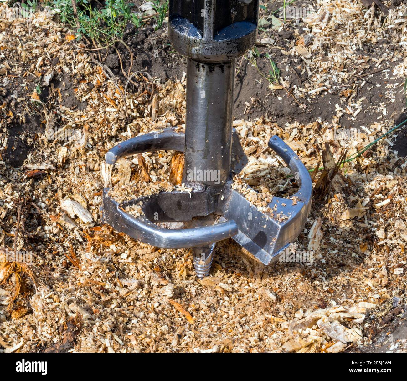 Una taglierina per metallo perfora un ceppo di un vecchio albero Foto Stock