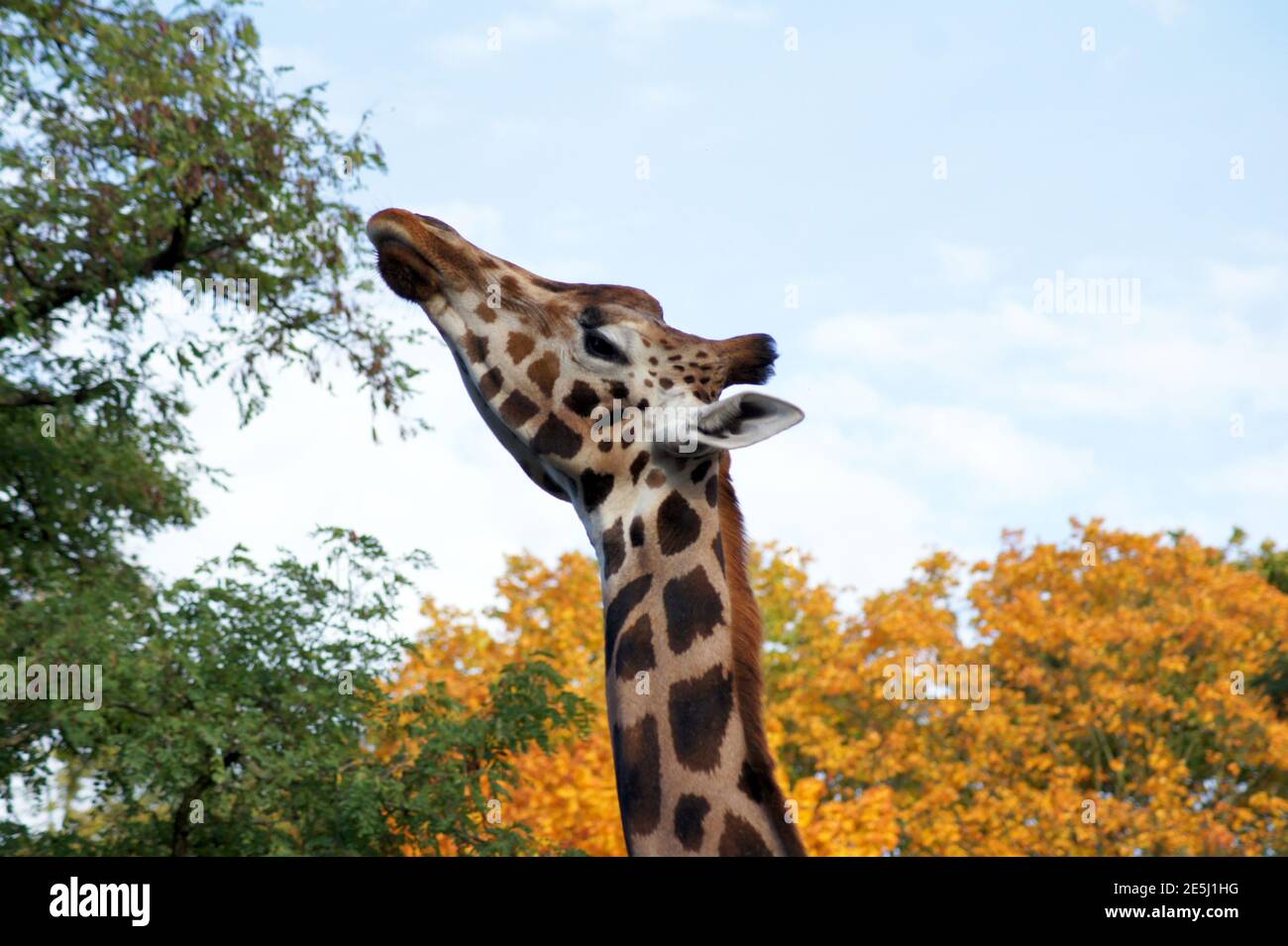 Molto orgoglioso re-giraffa ritratto Foto Stock