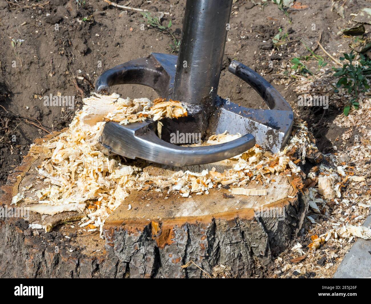 Rompere un ceppo di albero con una taglierina Foto Stock