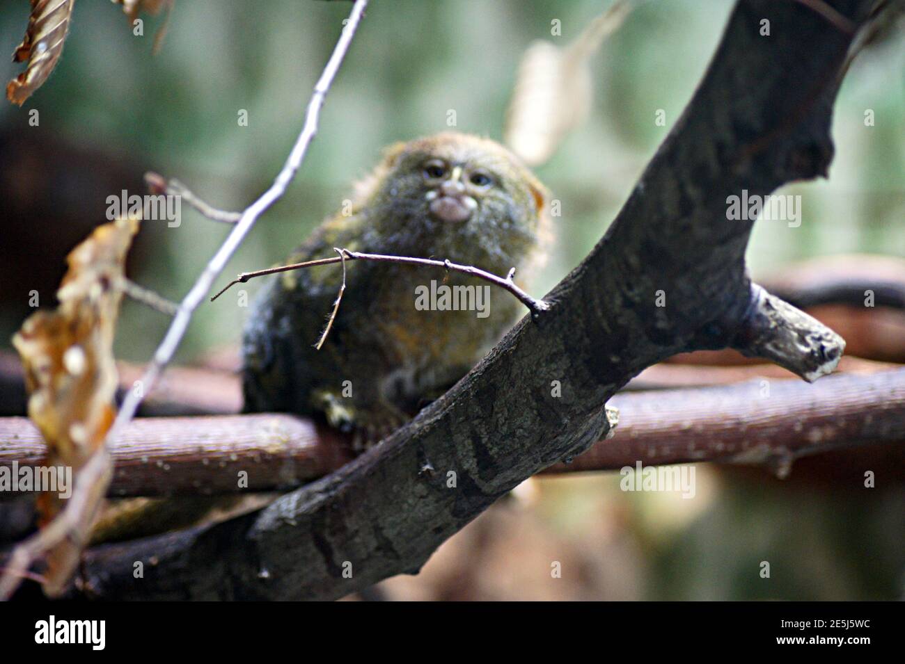 Pigmy marmoset la scimmia più piccola del mondo Foto Stock