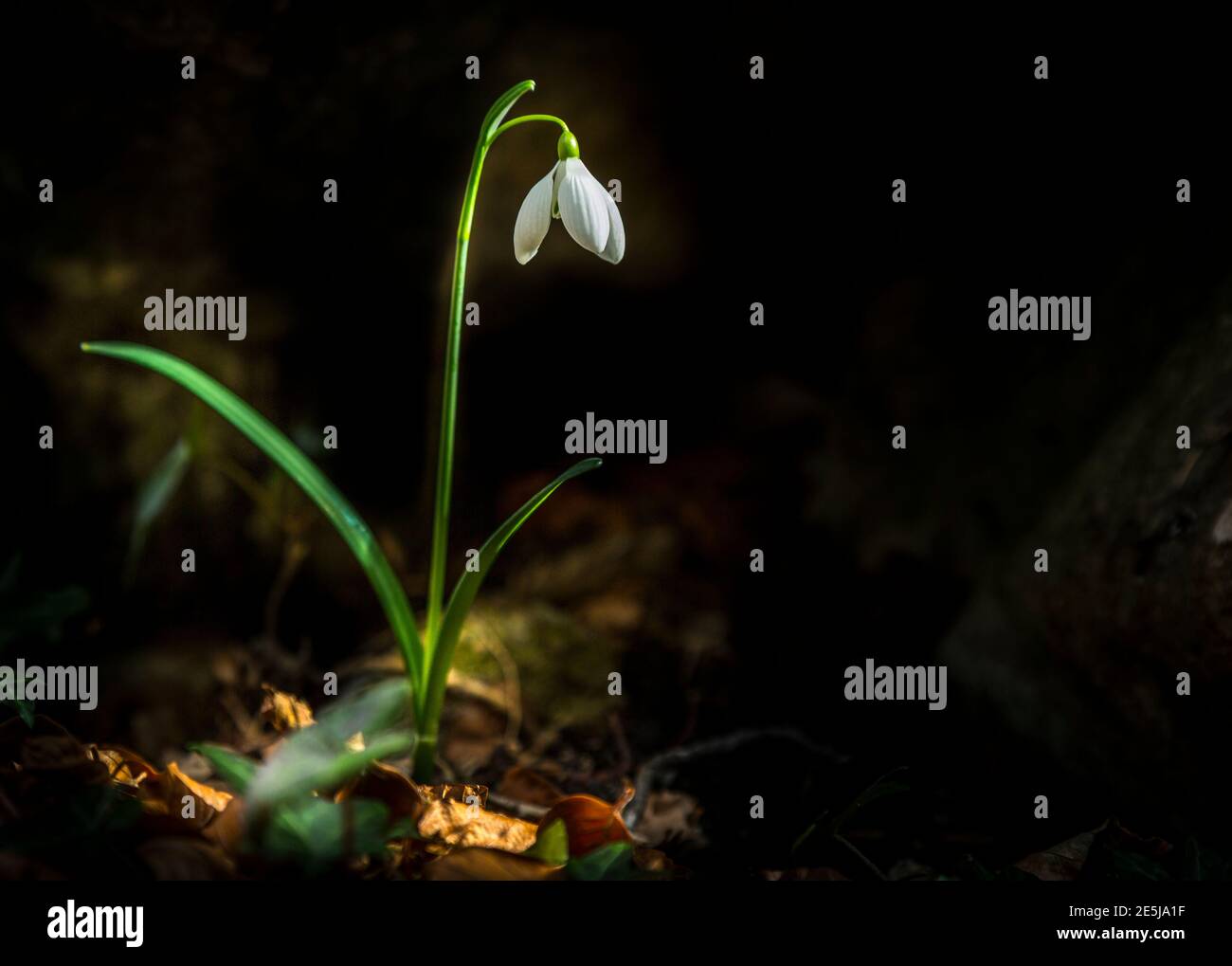 Amaryllidaceae - Galanthus nivalis L. - fiore di goccia di neve su sfondo nero con copyspace Foto Stock
