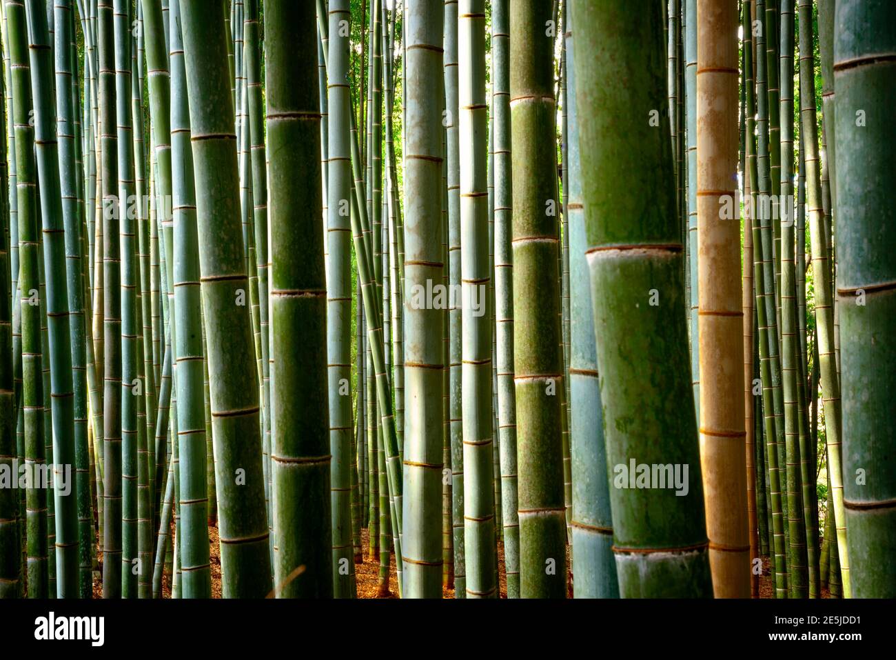 Alberi di bambù naturali vicino sullo sfondo. Arashiyama Bamboo Grove in Giappone. Foto Stock