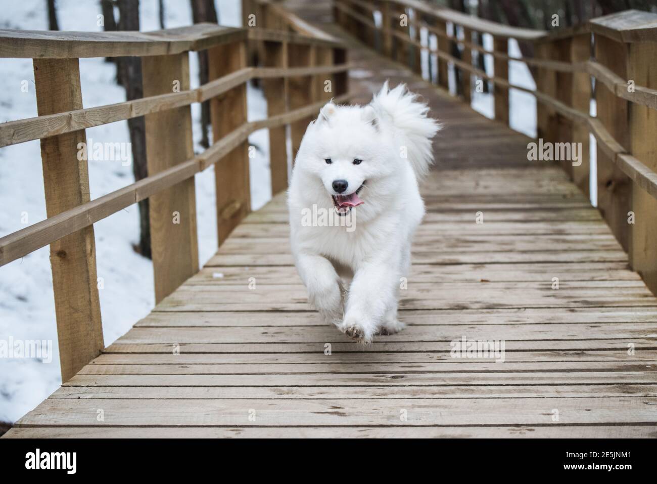 Il cane bianco Samoyed sta correndo sulla strada della neve Balta kapa Foto Stock