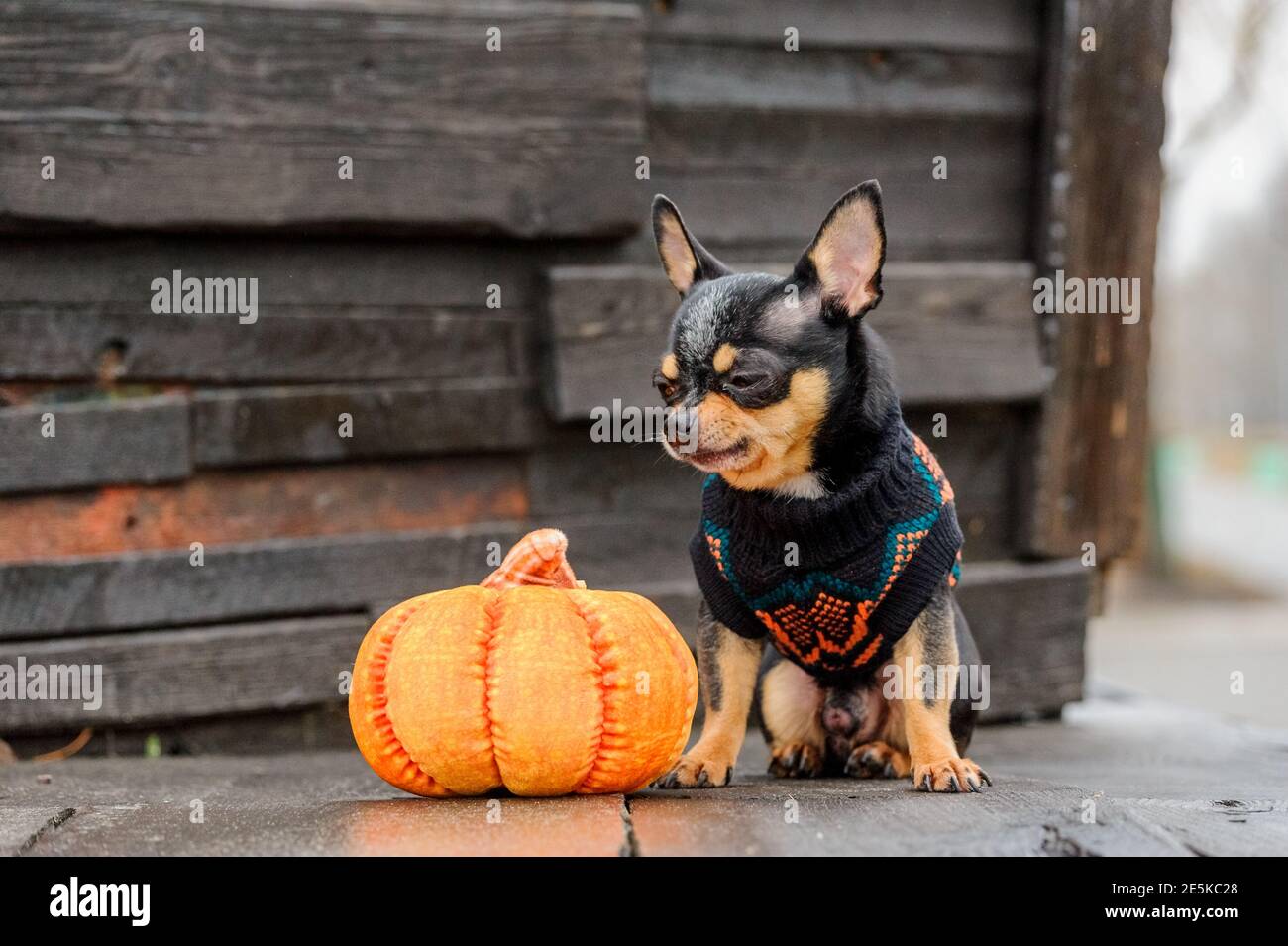 cane pedigree chihuahua abbigliamento all'aperto. Vestito Chihuahua.  Halloween. Autunno e Halloween Foto stock - Alamy