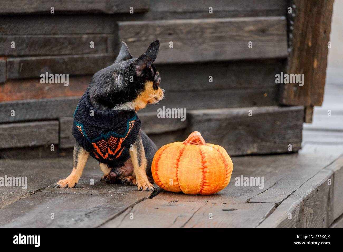 cane pedigree chihuahua abbigliamento all'aperto. Vestito Chihuahua. Halloween. Autunno e Halloween Foto Stock