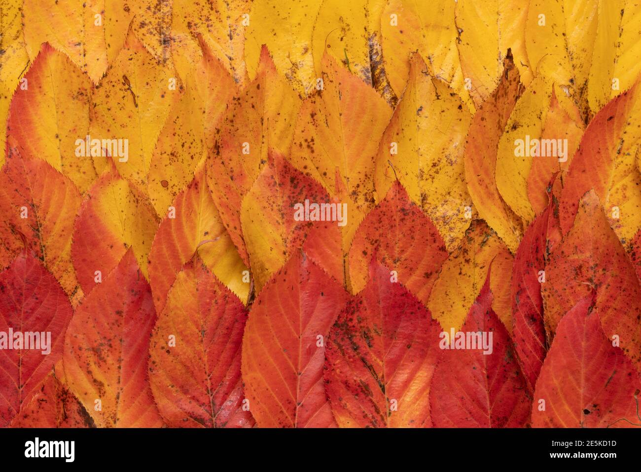 Le foglie di ciliegia cambiano colore in autunno Foto Stock