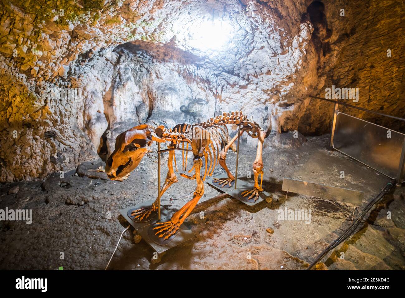 Ricostruzione di uno scheletro di orso caverna, in una grotta in Romania. Foto Stock