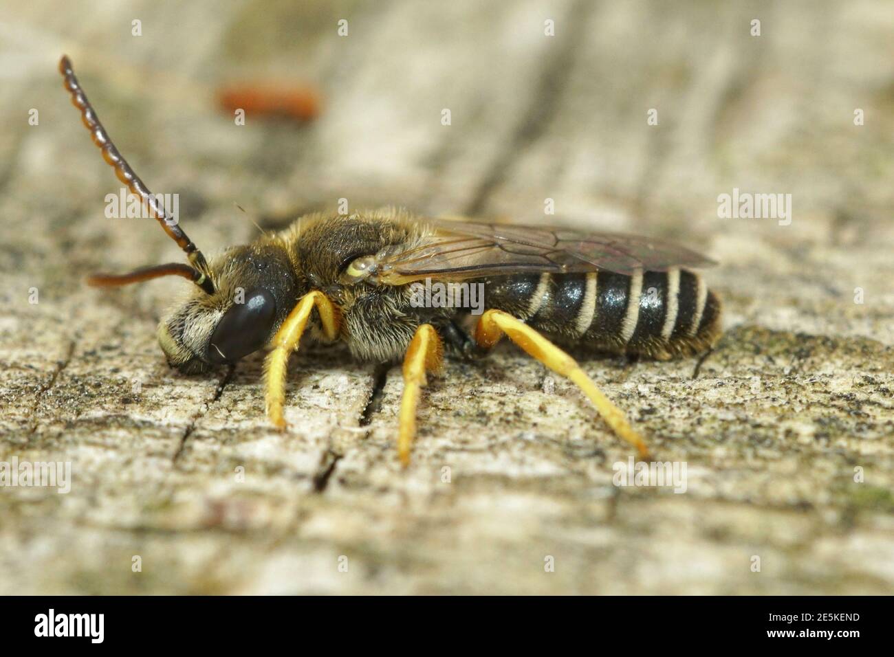 Primo piano di un'ape maschile di solco, Halictus scabiosae Foto Stock