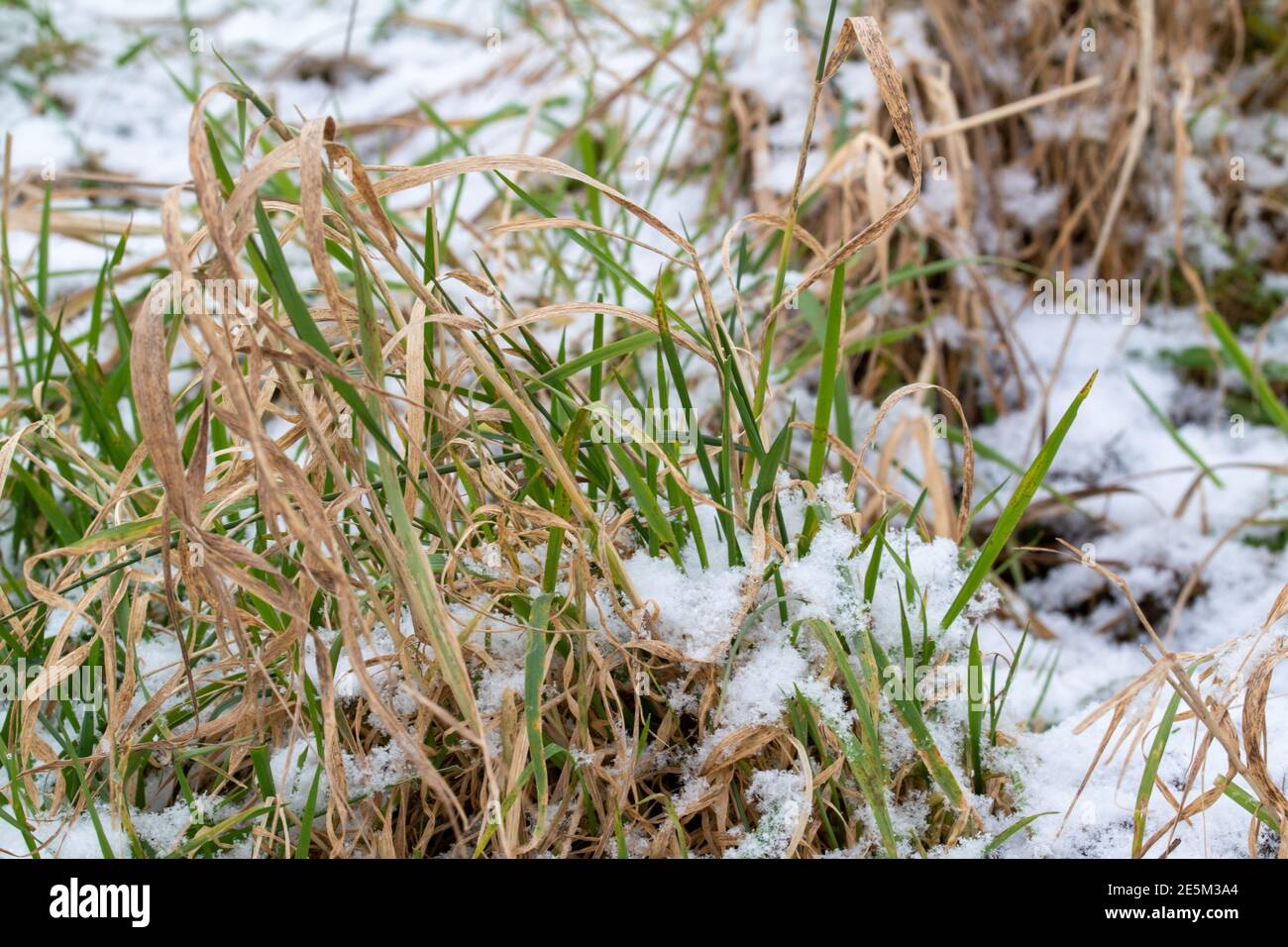 Ciuffi di erba e lame di erba ricoperte di neve. Foto Stock