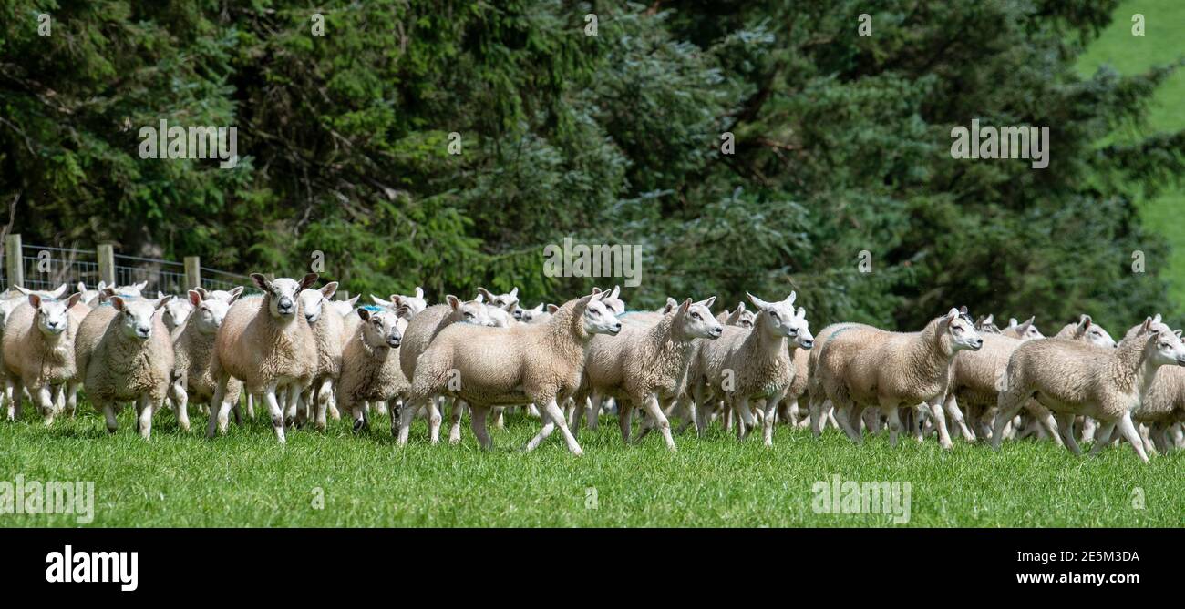 Gregge di agnelli di texel seted fuori del nord dell'Inghilterra mule pecore. Foto Stock