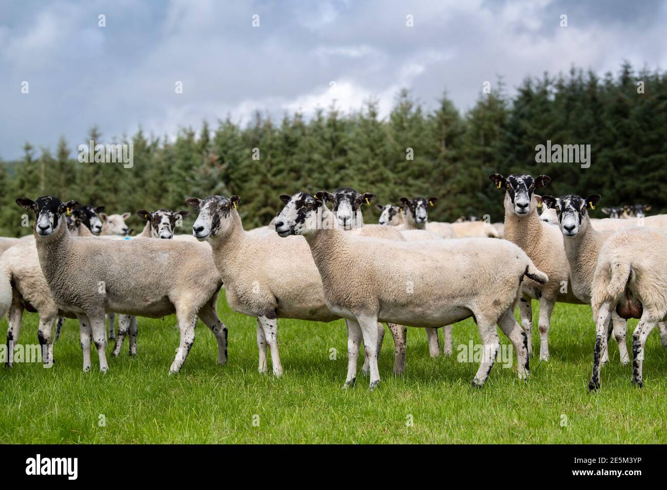 Flock of North of England Mule pecore pascolando su prateria scozzese, Biggar, Regno Unito. Foto Stock