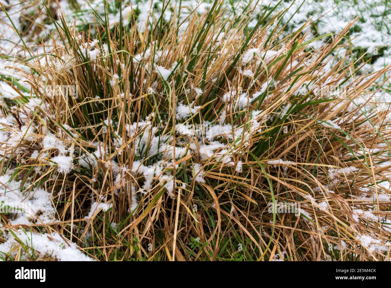Ciuffi di erba e lame di erba ricoperte di neve. Foto Stock