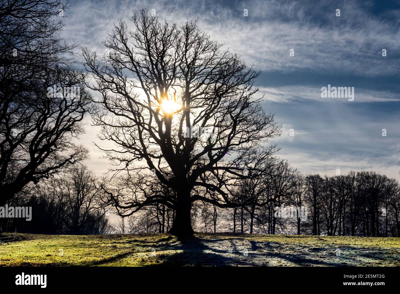 Brighton, 21 gennaio 2021: Paesaggi invernali e alberi vicino al villaggio di Blackboys nel Sussex orientale Foto Stock