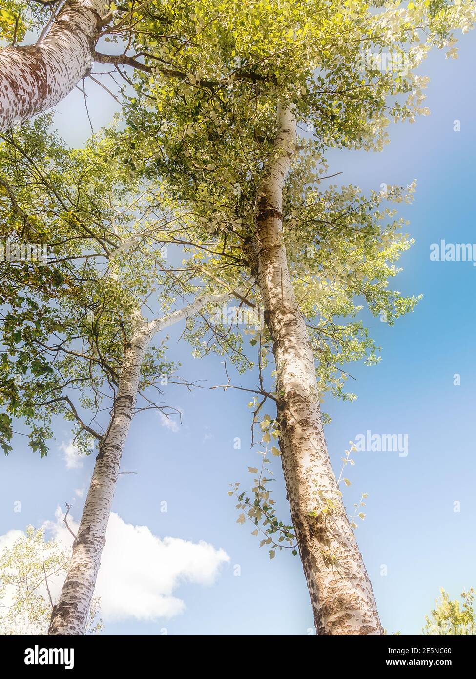 Bellissimi alberi di betulla sparati verso l'alto contro il cielo Foto Stock