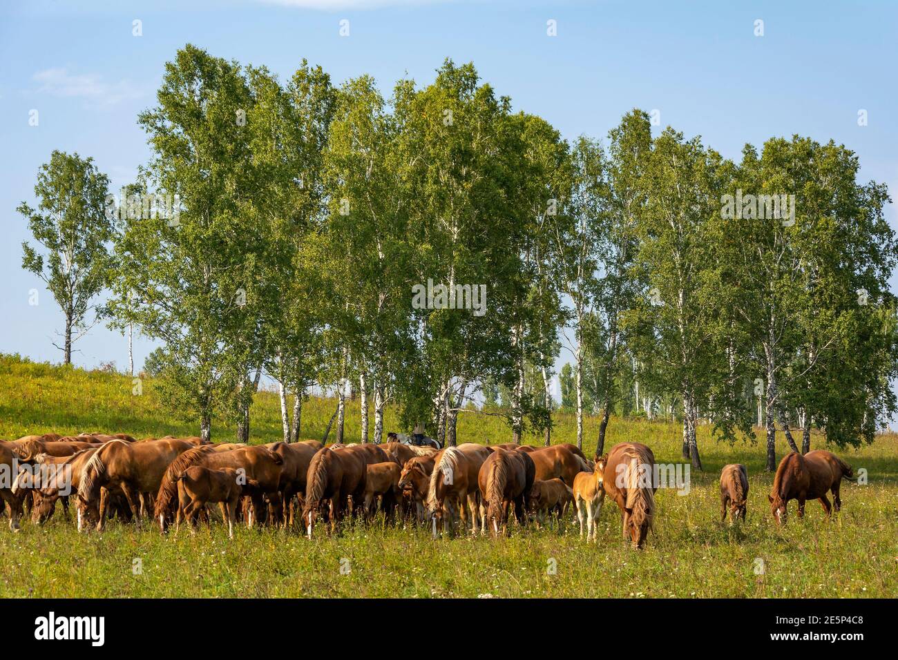 Mandria di cavalli pascolano su un prato verde su un giorno d'estate Foto Stock