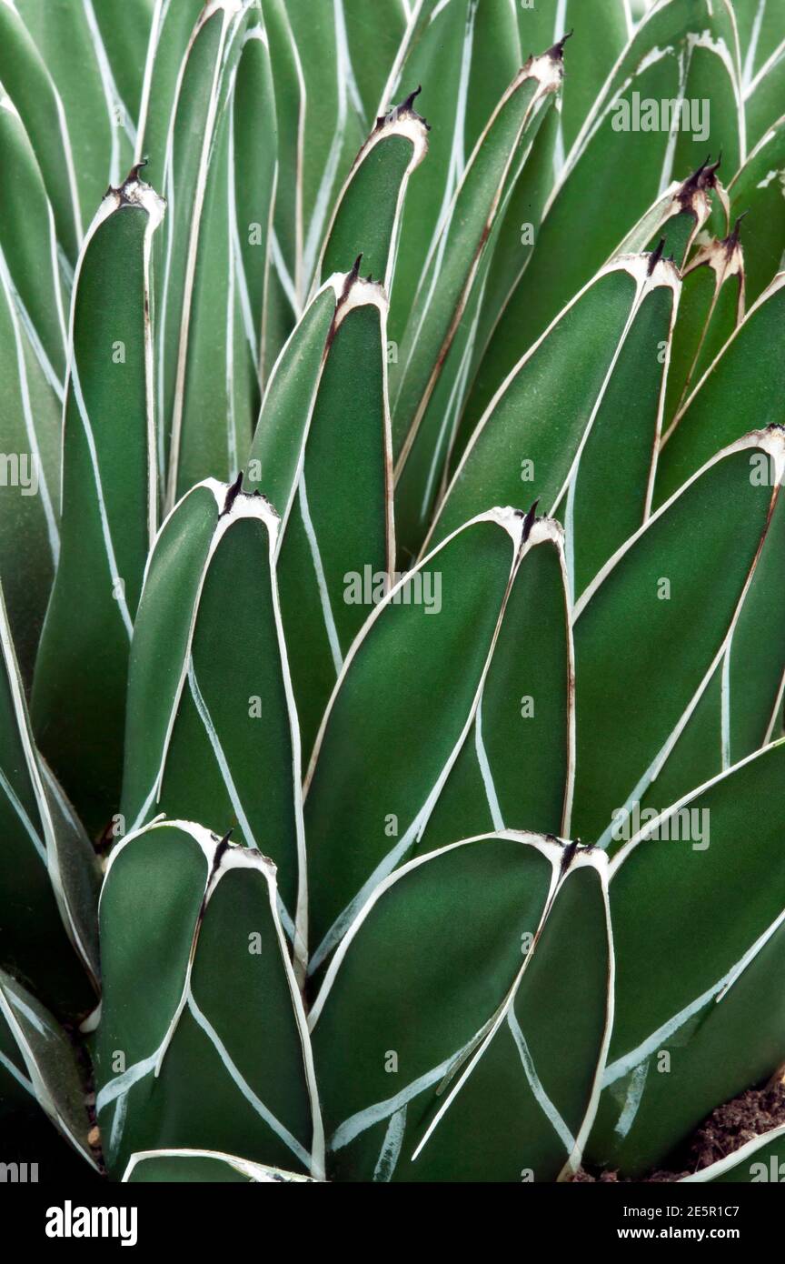 Primo piano di una pianta di Queen Agave, presso i Giardini Botanici reali, Kew. Foto Stock