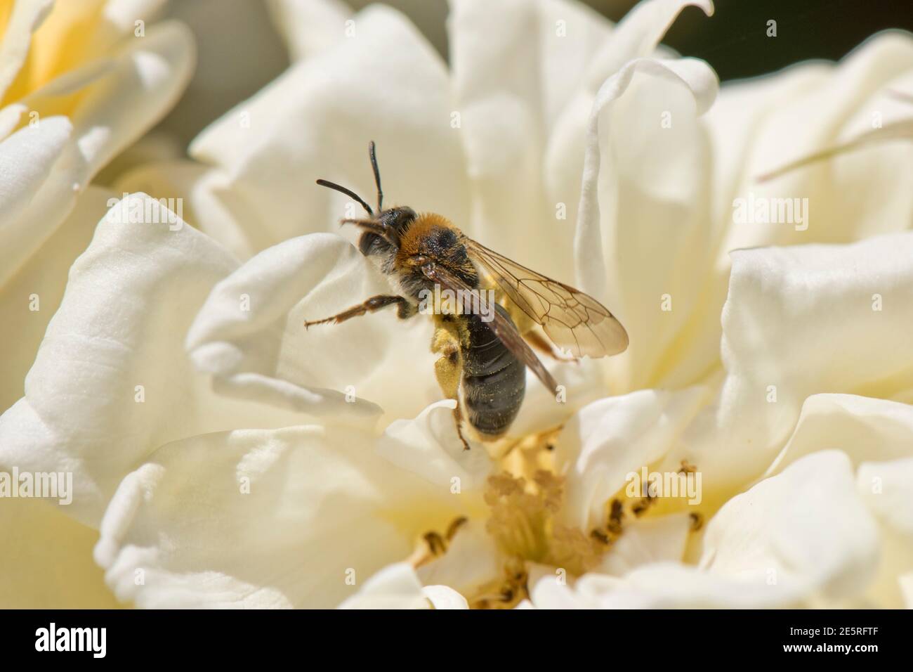 Le prime api minerarie (Andrena hemorrhea) visitando il fiore di papavero di oppio e raccogliendo polline nella corbicula, Berkshire, giugno Foto Stock