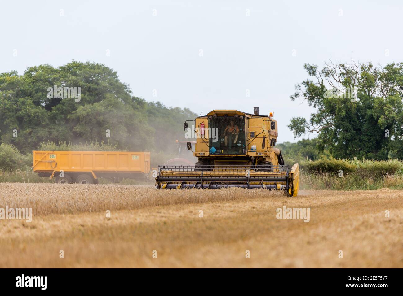 Woodbridge, Suffolk UK Agosto 02 2020: La mietitrebbia raccoglie grano maturo - agricoltura, agricoltura, cibo, concetto di raccolto Foto Stock