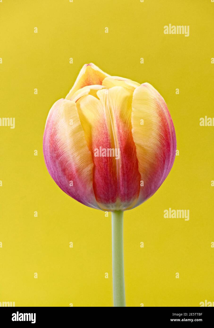 Primo piano della testa di fioritura di un singolo bel Rosa E tulipano giallo su uno sfondo giallo chiaro Foto Stock
