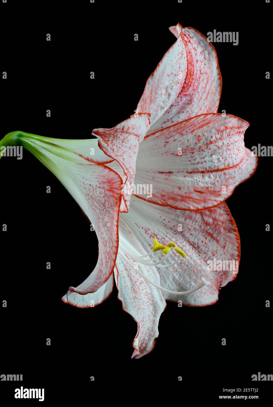 Bel fiore bianco e rosa Amaryllis fotografato su uno sfondo nero chiaro. La varietà si chiama Apple Blossom Foto Stock